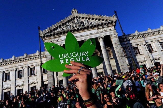 maconha no uruguai