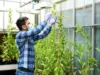 startup planta mineirais